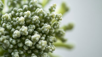 Close-up image of fresh broccoli floret featuring vivid green color and tight clusters, isolated on a clean white background, crisp details and sharp edges 