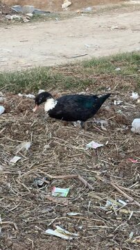 Black duck with white neck looking for food in toxic plastic pollution. Black Duck eating from solid plastic trash and garbage. Long-bottom bufflehead duck in plastic garbage in toxic environment.