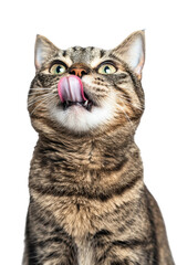A close-up of a playful cat licking its lips, showcasing its vibrant green eyes and detailed fur pattern on white background , cut out.	