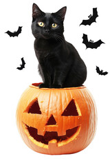 A black cat sits atop a carved pumpkin, embodying a festive Halloween spirit with playful charm on white background , cut out.	