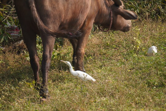 egret or bagula and buffalo . Egrets are a type of heron, which are long-legged, long-necked birds that live in freshwater and coastal areas and roaming with buffalo