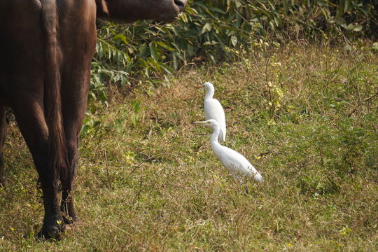 egret or bagula and buffalo . Egrets are a type of heron, which are long-legged, long-necked birds that live in freshwater and coastal areas and roaming with buffalo