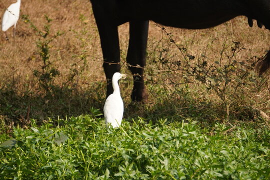 egret or bagula and buffalo . Egrets are a type of heron, which are long-legged, long-necked birds that live in freshwater and coastal areas and roaming with buffalo