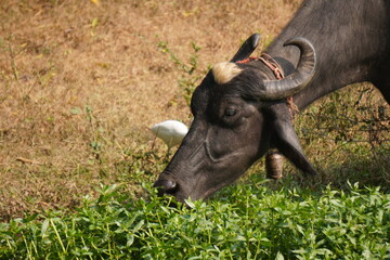 egret or bagula and buffalo . Egrets are a type of heron, which are long-legged, long-necked birds that live in freshwater and coastal areas and roaming with buffalo