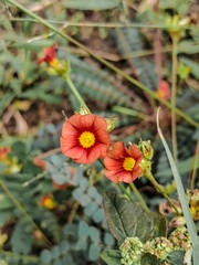 A close-up Two workers sorting th two vibrant red flowers with bright yellow centers. The flowers are partially open and appear delicate, with soft petals. The background is a blurred green foliage.