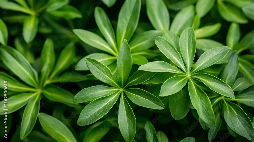 Poster soft and lush green foliage with ample space for branding or design elements