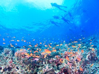 南国の鮮やかな海でシュノーケルを楽しむイメージ