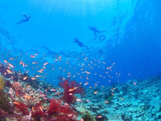 南国の鮮やかな海でシュノーケルするイメージ
