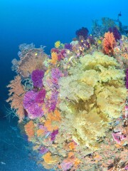 エデンの園、自然が作り出す雄大でカラフルな水中の原生林