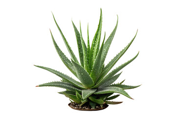 Fototapeta premium Close-Up of Aloe Vera Plant with Water Droplets on Fleshy Green Leaves