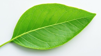 A leaf is shown in its natural form, with a green color and a shiny surface
