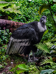 Andean condor on the ground. Latin name - Vultur gryphus	

