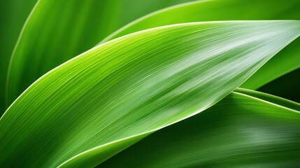 A leafy green plant with a wet surface