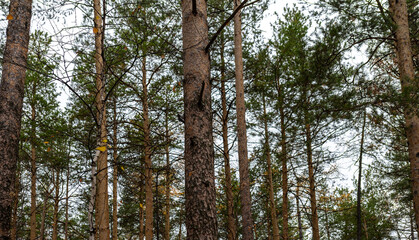 Woodpecker sits on pine tree in center of image. Coniferous forest in autumn. Walks in the forest. Birdwatching © Olga Bryukhova