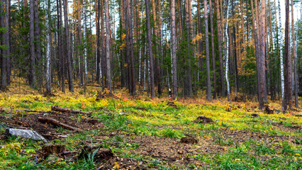 Glade on a mountainside in a mixed forest. Birches and pines in the autumn forest. Walks in the forest