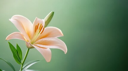 A single flower with a green background