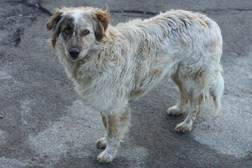one old fluffy dirty hungry with drooping ears stray grey with black nose kind beautiful friendly...
