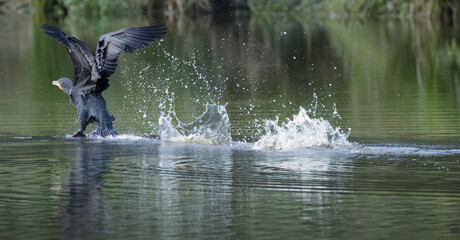 Cormorant taking off, soaring cormorant from the lake, black bird taking off, large bird with spread wings, water splash