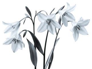 PNG Bluebell flowers illustration black style.