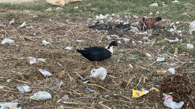 Black Duck eating from solid plastic trash and garbage. Black duck with white neck looking for food in toxic plastic pollution. Long-bottom bufflehead duck in plastic garbage in toxic environment.