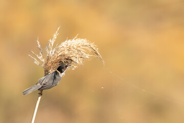 curruca cabecinegra macho comiendo