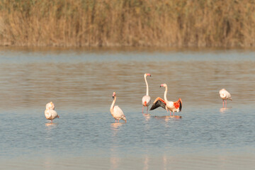 flamencos