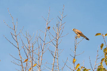 Cernícalo con langosta 