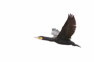 Cormorán grande volando