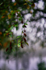 picturesque leaves of a birch tree on a rainy foggy day