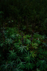 close-up of lupin flovers on a rainy day in Norway