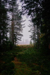 magical fairy tail dark forest in rainy day Norway