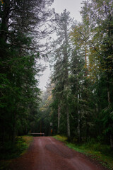 Fototapeta premium magical fairy tail dark forest in rainy day Norway