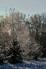 snow-covered tree against the backdrop of a coniferous forest © GKor
