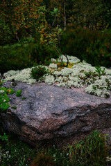 stone covered with moss and lichen on a dark rainy day in Norway