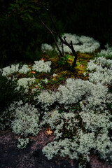 stone covered with moss and lichen on a dark rainy day in Norway