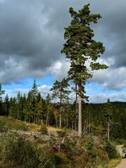 the forest and trees on hillsides in Norway