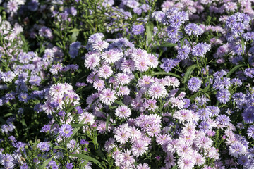 Obraz premium Beautiful Tartarian aster (Aster tataricus) flowers.