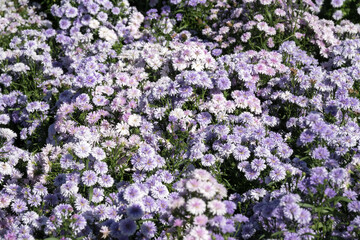 Beautiful Tartarian aster (Aster tataricus) flowers.