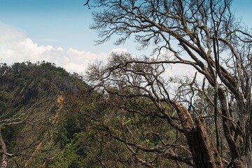 Twisting Trees Framing a Lush Mountain View