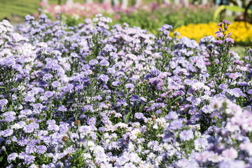 Beautiful Tartarian aster (Aster tataricus) flowers.