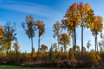 Panorama of autumn trees of bright yellow orange gold colors. Fall season background. Rows of beautiful trees grow at the edge of the green fields. Autumn view of colorful forest trees crowns foliage.