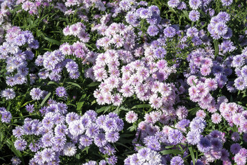 Beautiful Tartarian aster (Aster tataricus) flowers.
