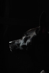 perfil de perro negro