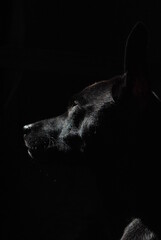 perfil de perro negro