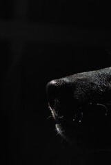 hocico de perro negro