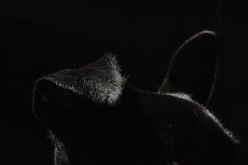 detalle sobre la silueta de orejas de perro