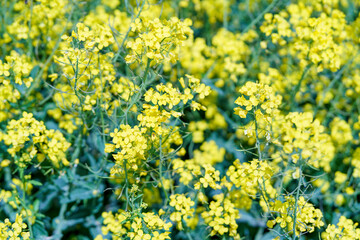 Rape blossoms in full bloom in the springtime, close up