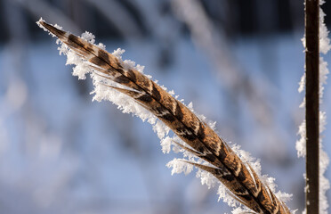 Naklejka premium brown pheasant feather covered with white frost in sunlight on a blurred background