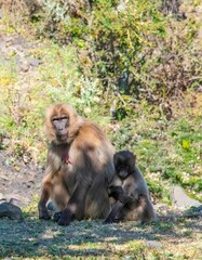 Gelada monkey mother with baby in the Ethiopia highland