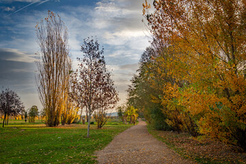 campo estación de invierno con arboles y paisajes naturales
